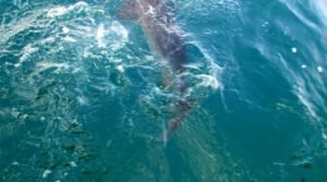 IMG_1222-800x446