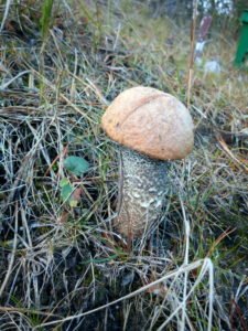 IMG_20180830_144519