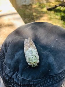 IMG-20181025-WA0028