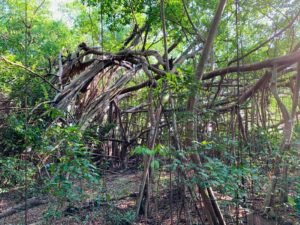 IMG-20181026-WA0007