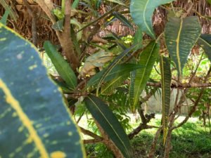 IMG-20181026-WA0017