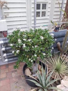 IMG-20190104-WA0000