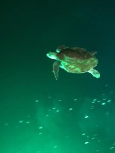 IMG-20190304-WA0002