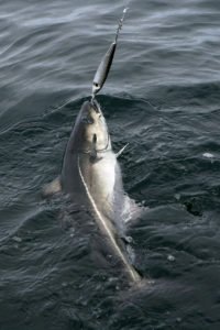 17ER8151