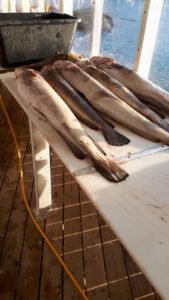 IMG-20190526-WA0016-1