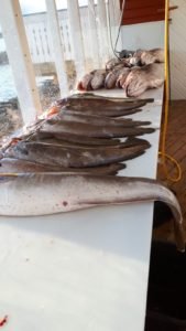 IMG-20190526-WA0019