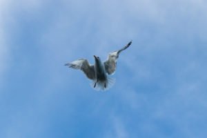 IMG_9810