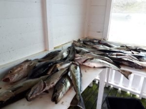 IMG-20190619-WA0001