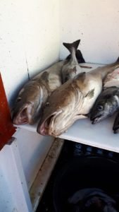 IMG-20190619-WA0004