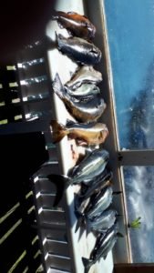 IMG-20190620-WA0001-2