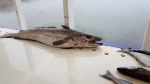 IMG-20190630-WA0000