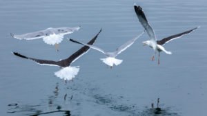 IMG_4390
