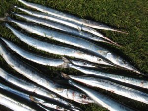 Dánsko-10.5.2009-018