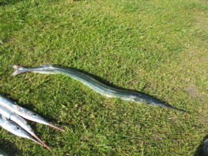 Dánsko-10.5.2009-022