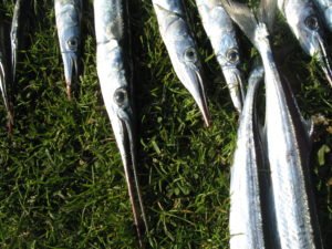 Dánsko-10.5.2009-023