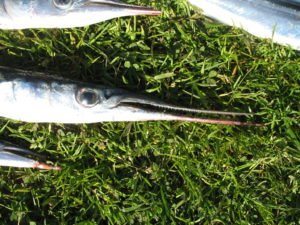 Dánsko-10.5.2009-025