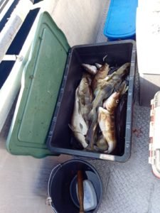 IMG-20190813-WA0005