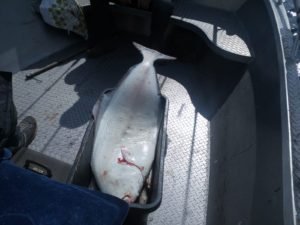 IMG-20190819-WA0002