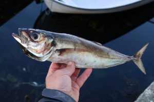 Horse-mackerel-15-9-2019