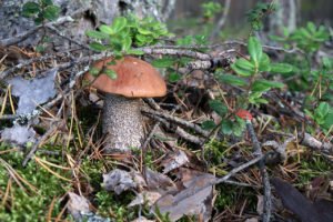 Houby-v-Norsku-15-9-2019a