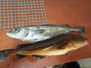 IMG_20190910_201132-1