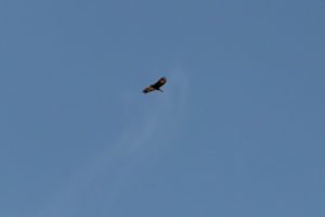 IMG_0768