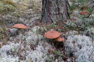 Houby-v-Norsku-15-9-2019