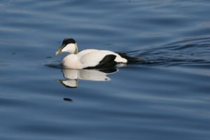 Kajka-mořská-samec-20-5-EOS-20D-22-5-2019d