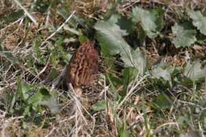 Smrž-20-5-EOS-20D-22-5-2019