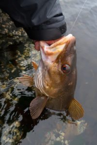 Treska-75-cm-Vydrýskova-22-5-2019