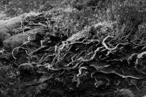 Vřes-ohnutý-větrem-18-9-2018b-BW