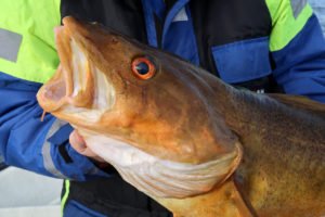 Moje-treska-92-cm-15-9-2019b