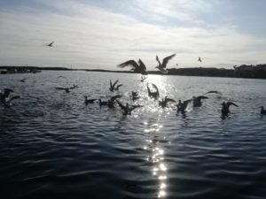 IMG_20180603_080323