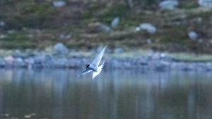 IMG_1306