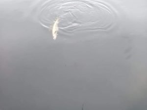 117314358_973668856413910_1180312620904274314_n