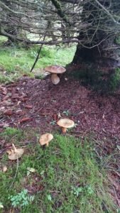 IMG-20220817-WA0009