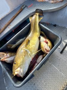 IMG-20220821-WA0008