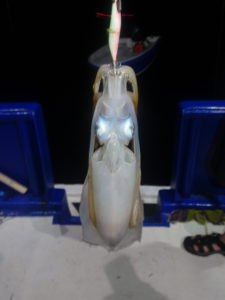 DSC00256