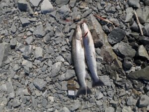IMG_20250526_140716