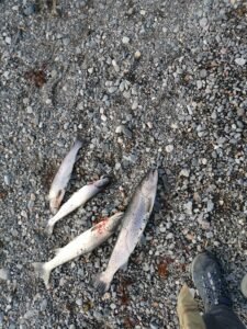 IMG_20250531_071500