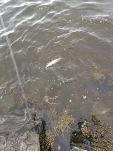 IMG_20250601_180251