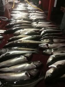 560475007_2261144984332951_4745267371485343195_n