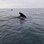 528453008_2197509170696533_5967598417753853994_n-2