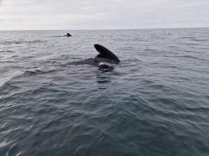 528453008_2197509170696533_5967598417753853994_n