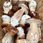 536275273_2214059862374797_998730128260422256_n-2