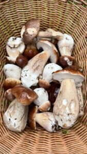 536275273_2214059862374797_998730128260422256_n