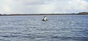 orka1