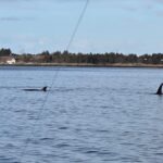 orka2