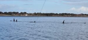 orka2